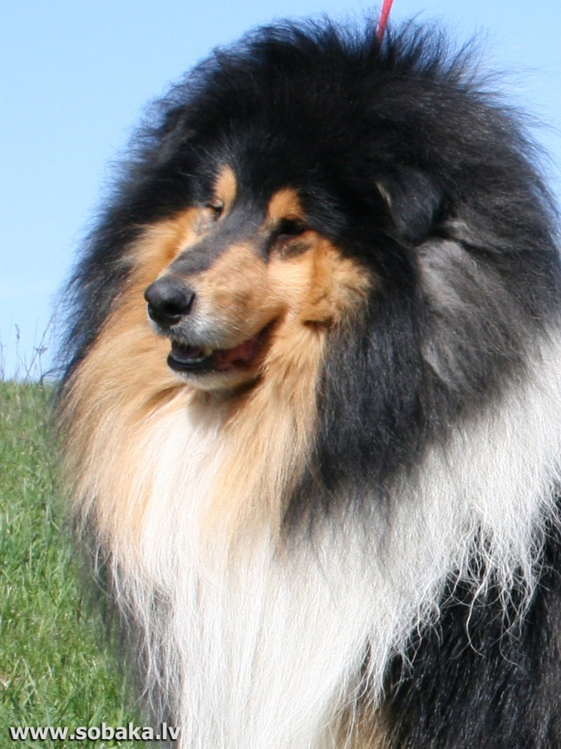 Колли длинношерстный