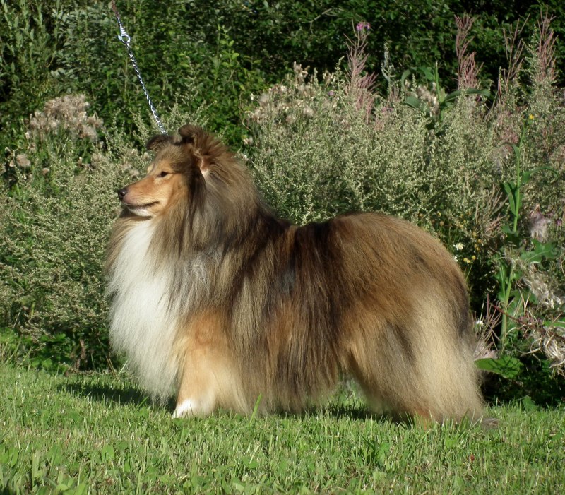 Колли с длинной шерстью