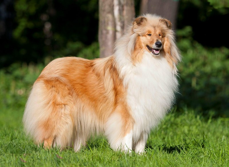 Шотландская колли