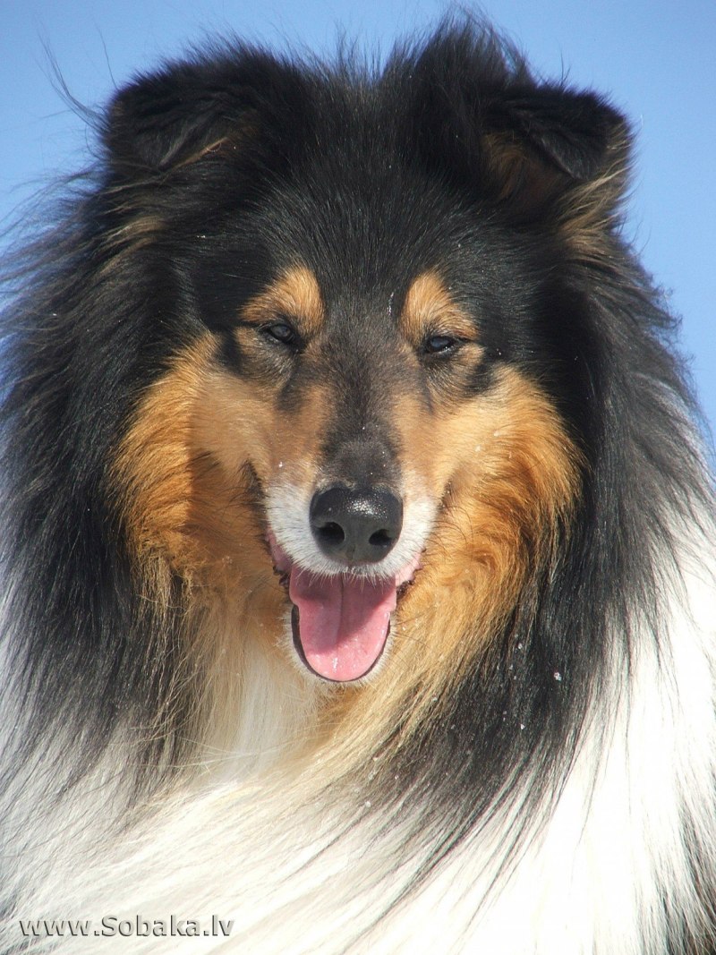 Колли длинношерстный