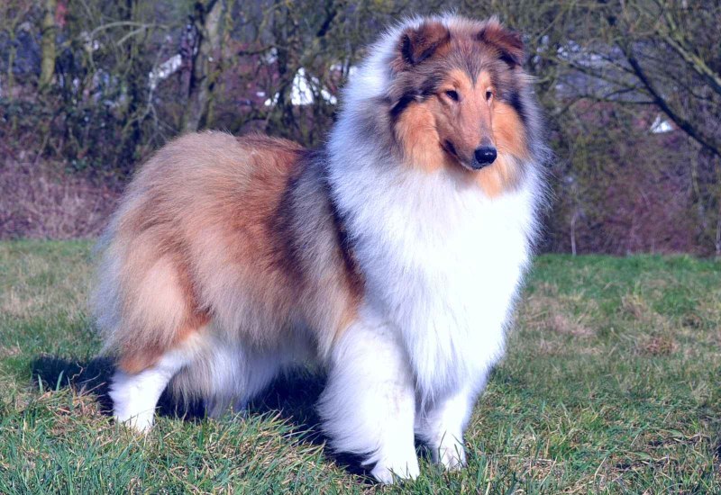 Шотландская колли