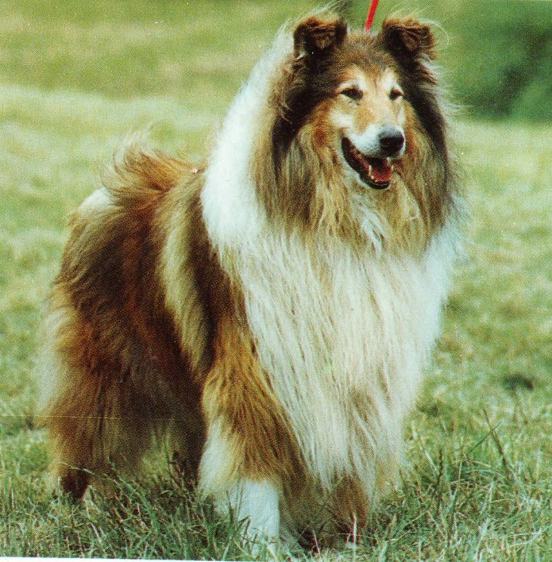 Колли длинношерстный