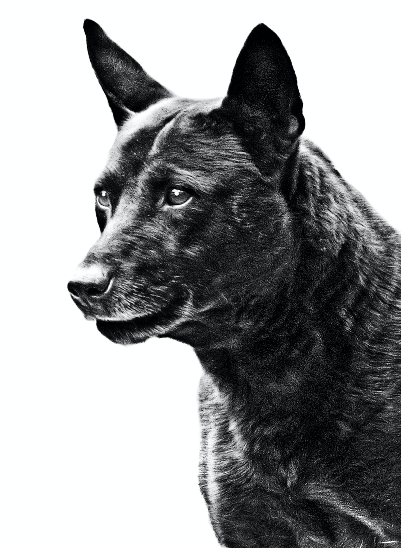 Тайваньская собака / Taiwan Dog