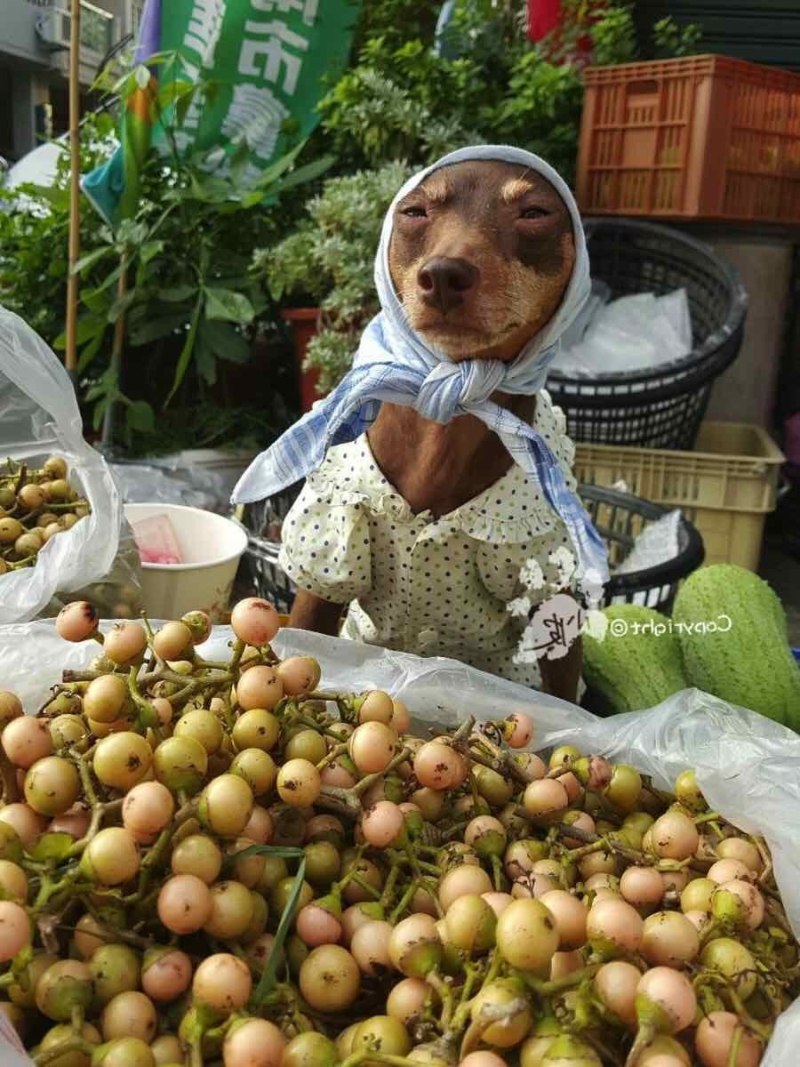 Тайский риджбек