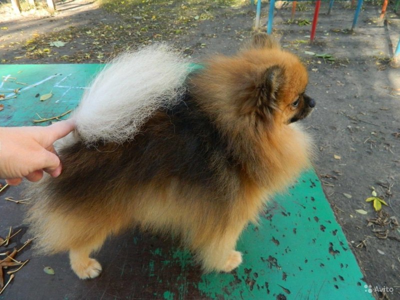 Линька у шпица