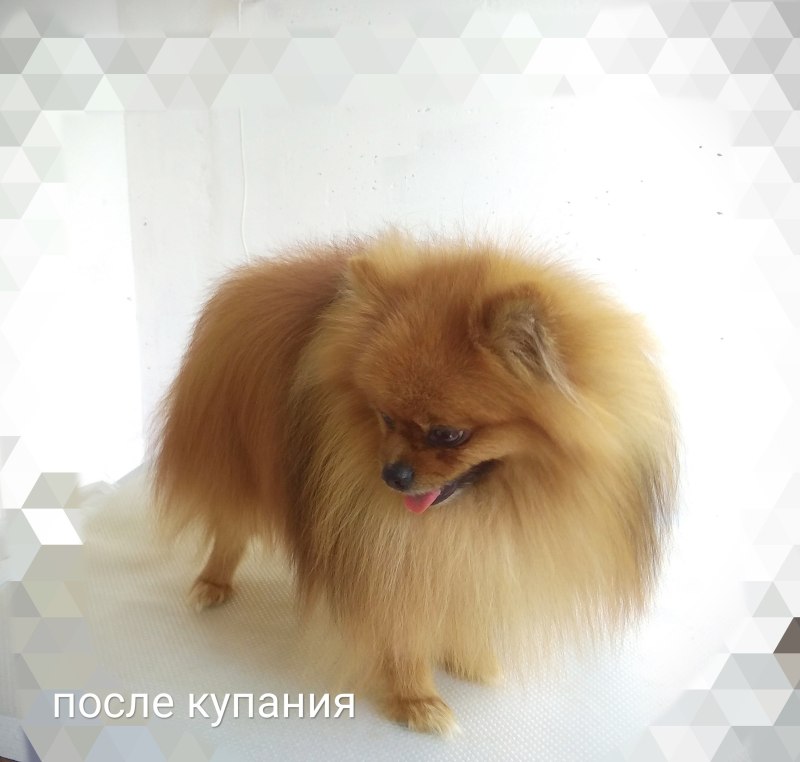 Подшерсток у шпица