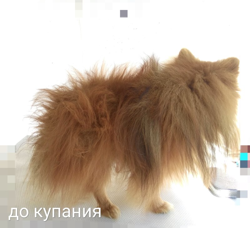 Подшерсток у шпица