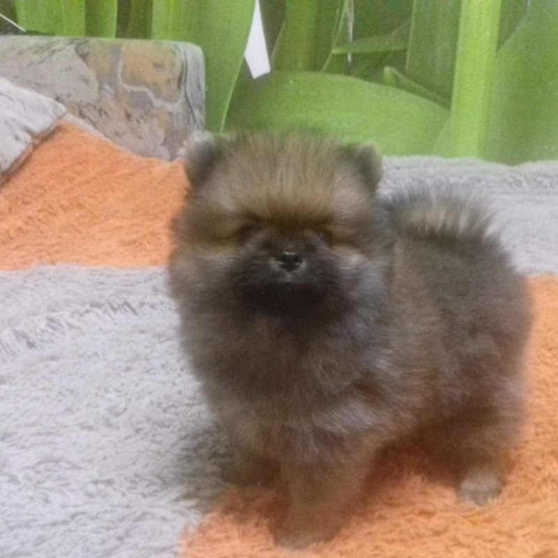 Черный шпиц пырзик