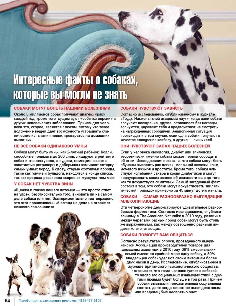 Мистические факты о собаке