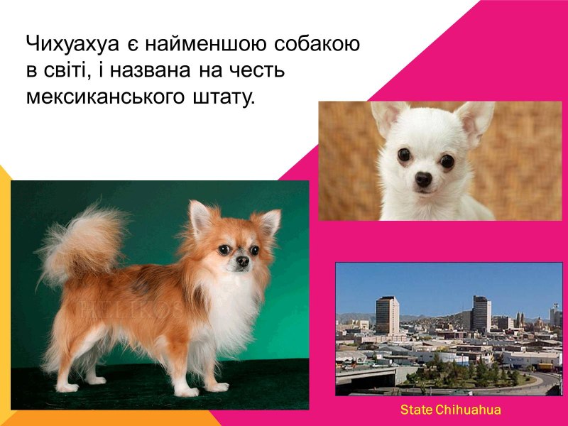 Африканский басенджи