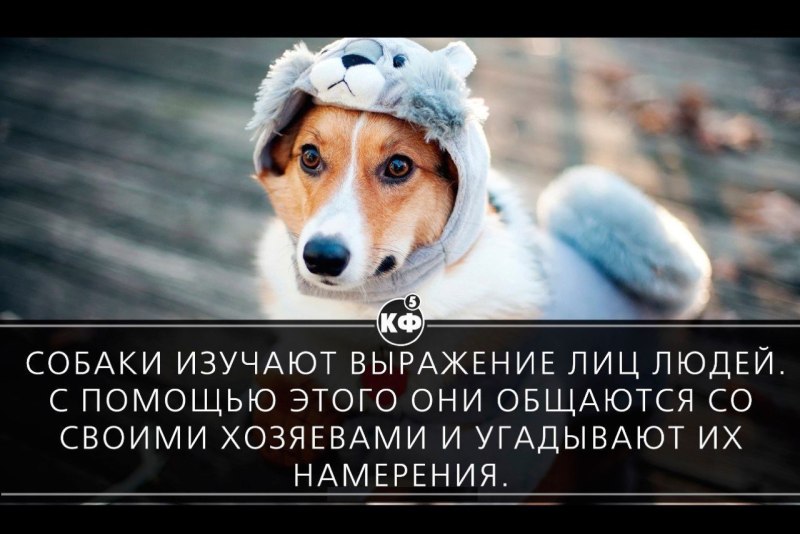 Высказывания от лица собаки