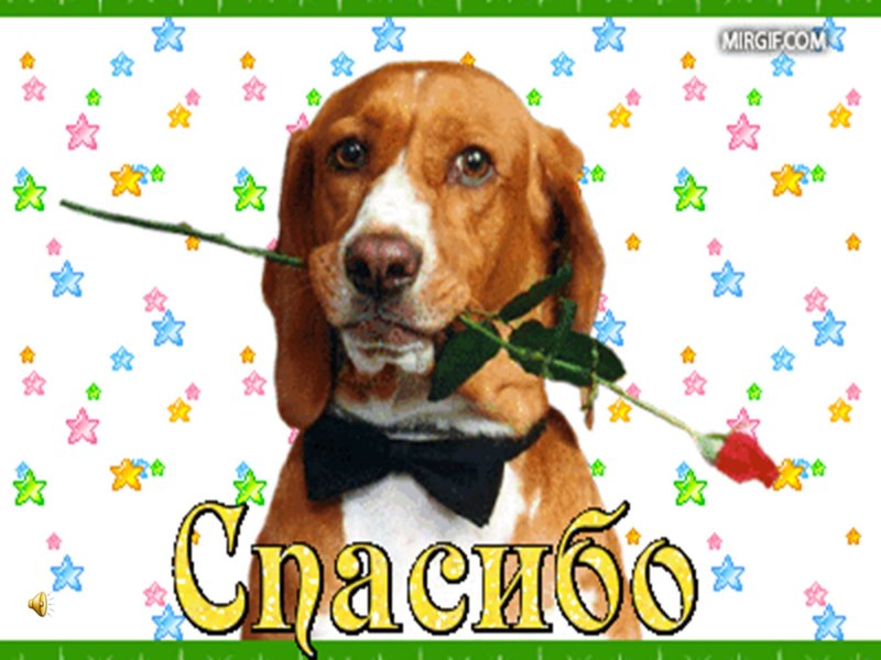 Пес Энцо щенок
