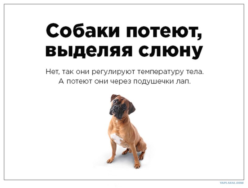 Собака потеет