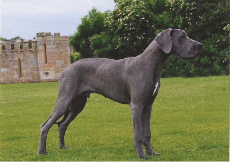 Blue great Dane порода
