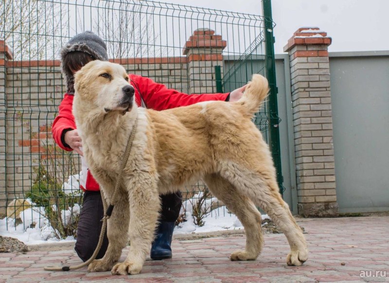 Собаки сторожевые для охраны