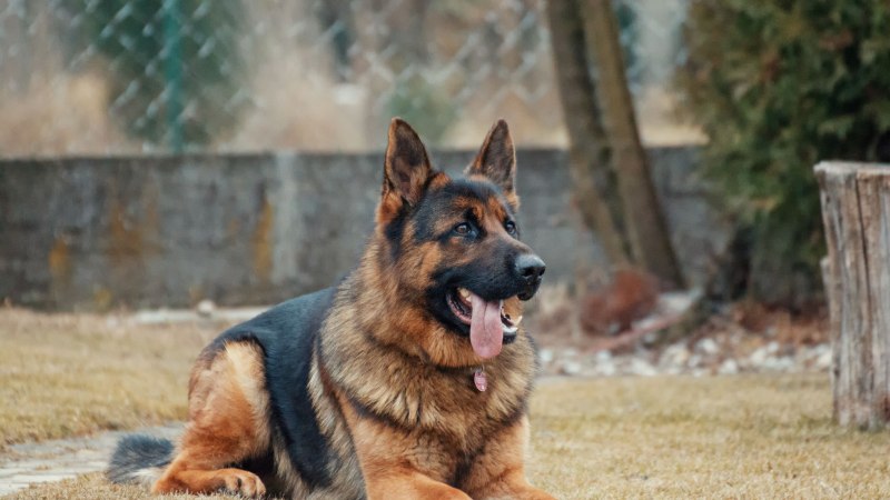 German Shepherd немецкая овчарка