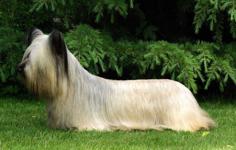Скай терьер Skye Terrier