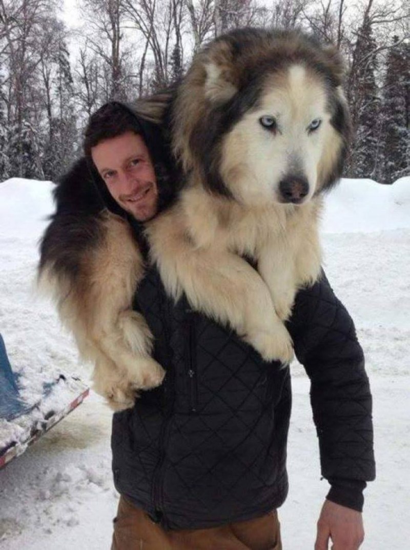 Сибирский маламут с людьми