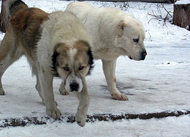 Собака Среднеазиатская овчарка алабай