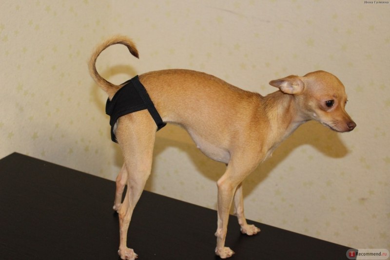 Dog peed Sleep