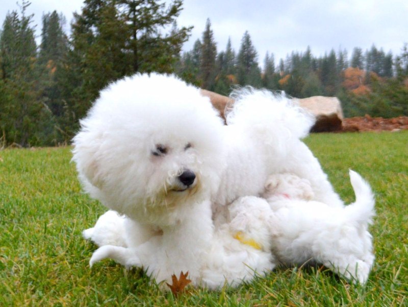 Havanese Dog