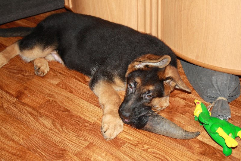 German Shepherd немецкая овчарка