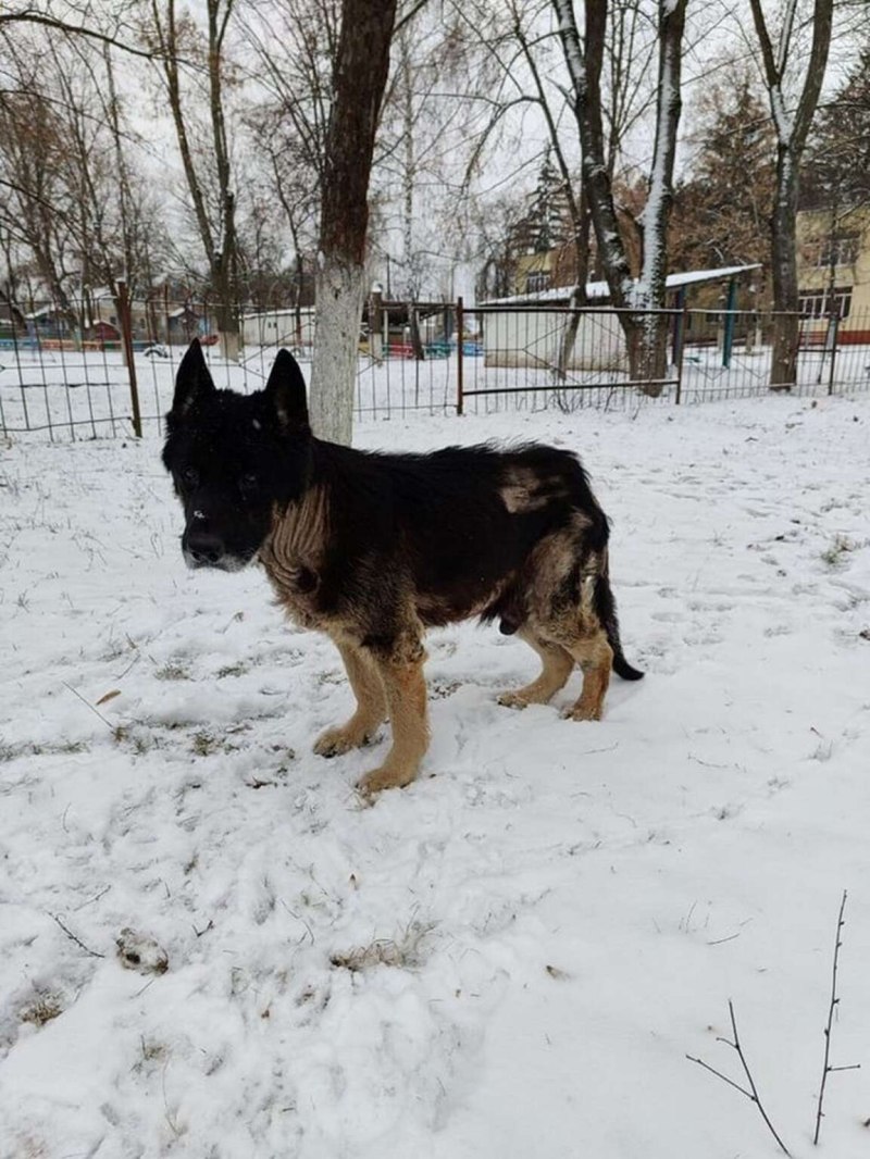 Беременные овчарки