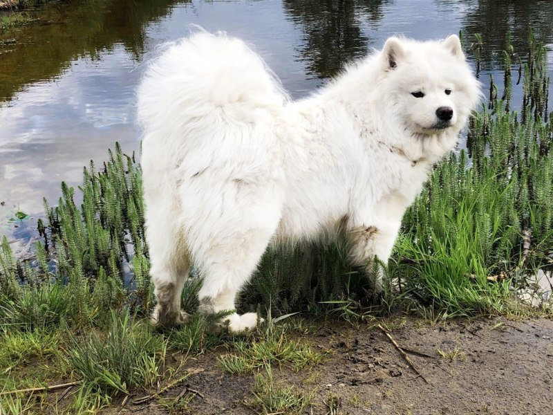 Аляскинский самоед