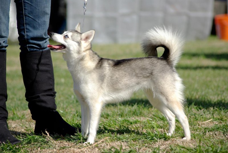 Собака Аляскинский кли Кай