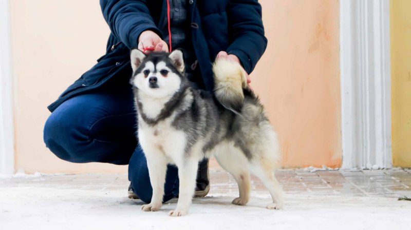 Собака Аляскинский кли Кай