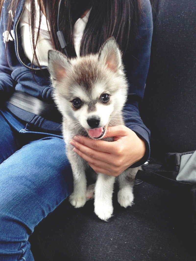 Alaskan Klee Kai