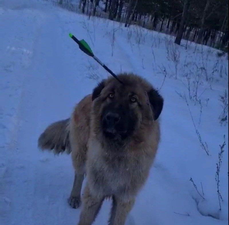 Собака со всех сторон