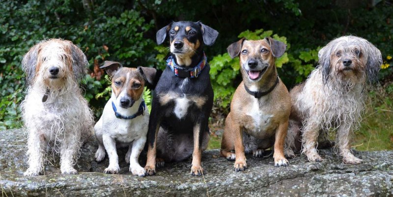 Hound Group собаки