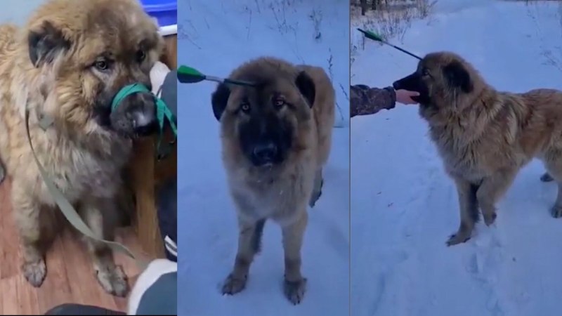 Собака самка фото