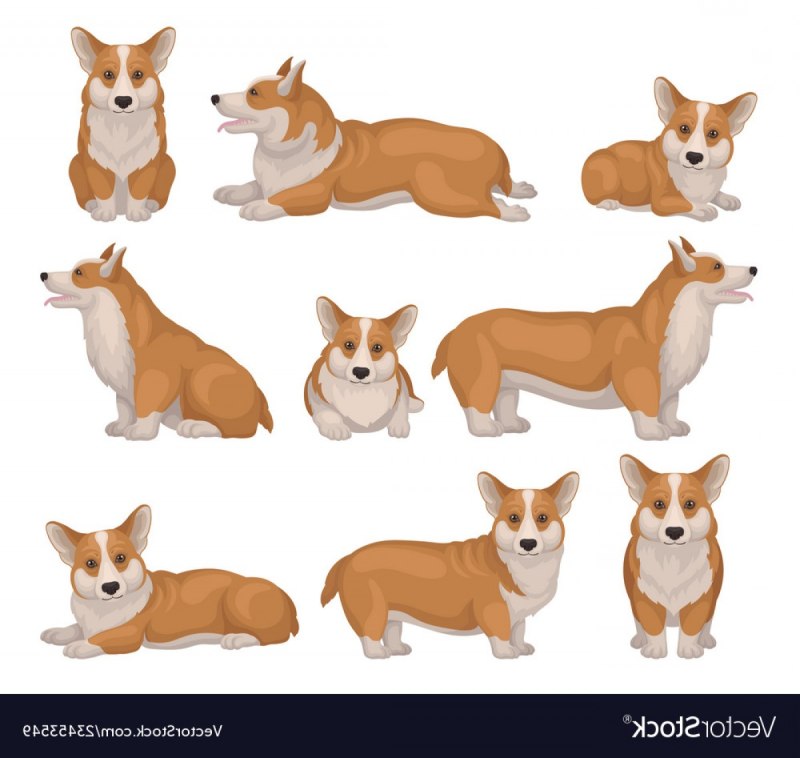 Корги улыбается