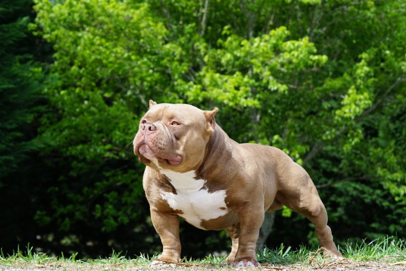 Nano Bully exotic