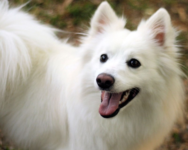 Американский Эскимос кий шпиц