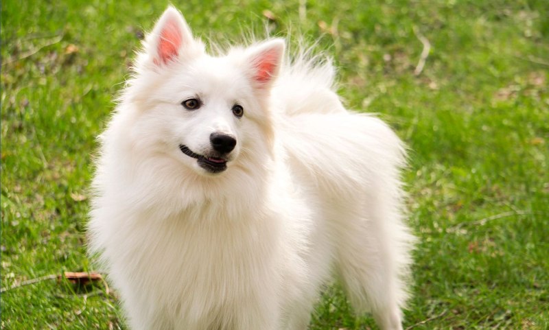 Американский эскимосский шпиц