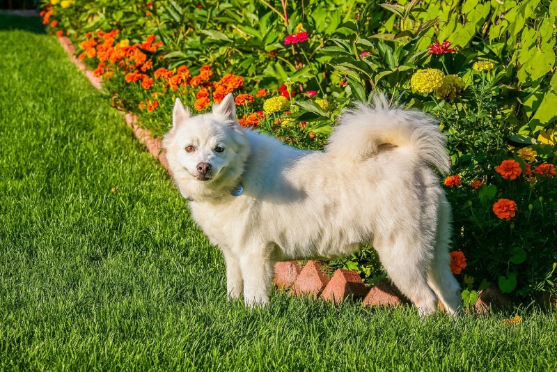 Собака американский эскимосский шпиц