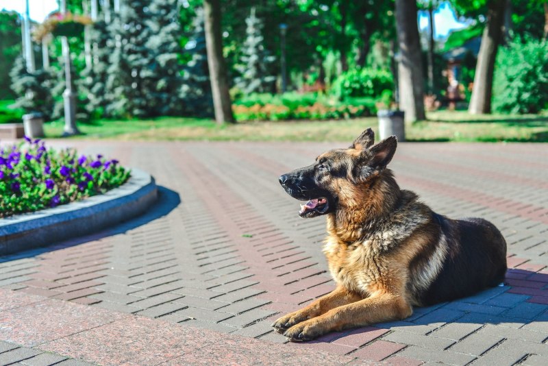 Собака Граф Шутц Хунд
