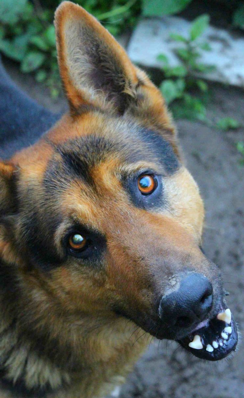 Пёс Граф