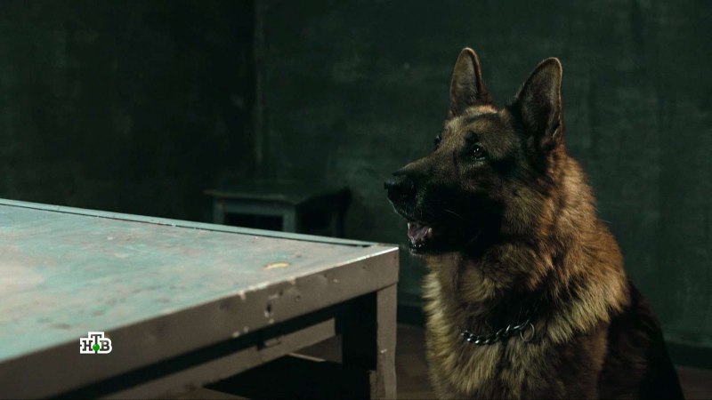 Пёс сериал собака Граф