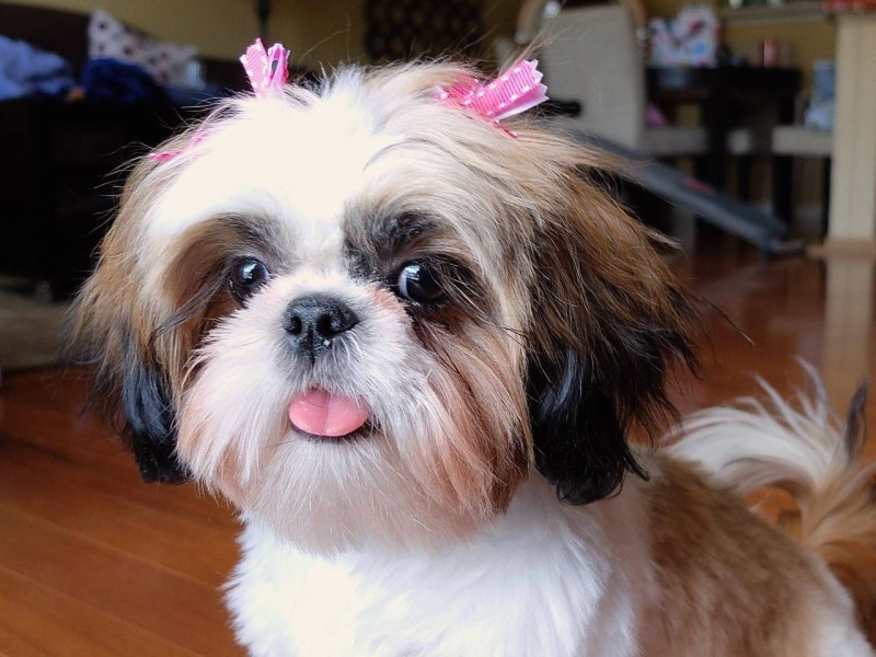 Ши-тцу (Shih Tzu