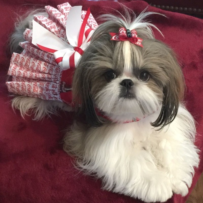 Ши-тцу (Shih Tzu