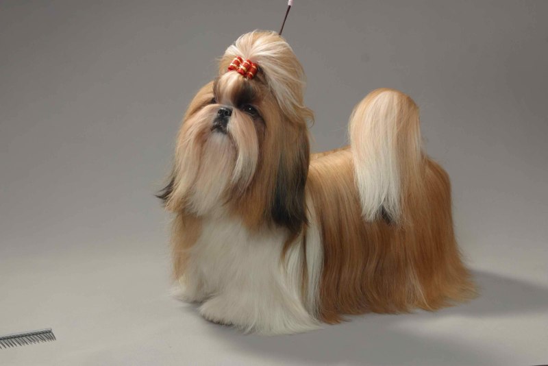 Ши-тцу (Shih Tzu