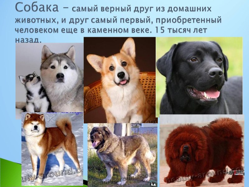 Любовь к животным