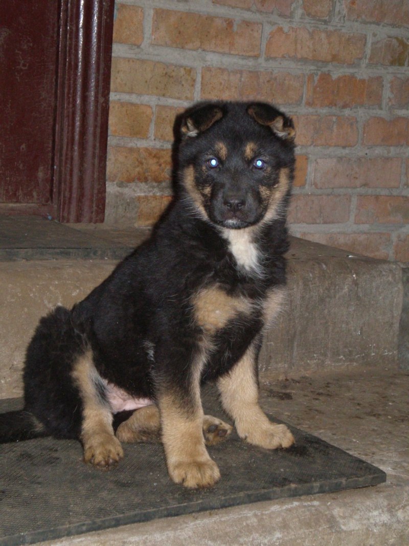 Корги и алабай