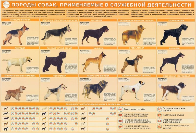 Кинологические собаки породы