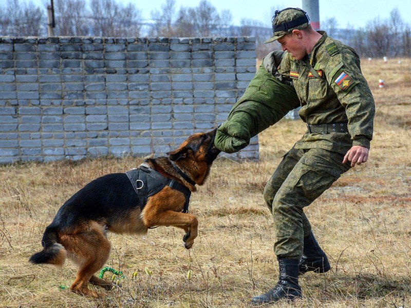 Военный кинолог