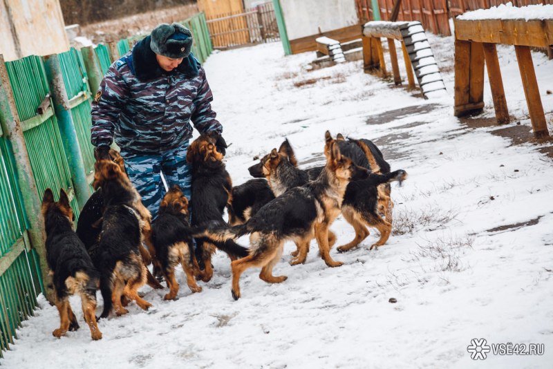 Кормление служебных собак